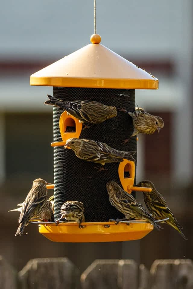 black and yellow bird feeder with 8 thrush-like birds feeding from the outside