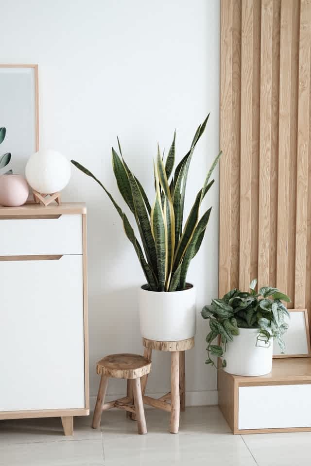Understated interior design with a houseplant