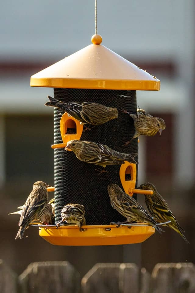 black and yellow bird feeder with 8 thrush-like birds feeding from the outside