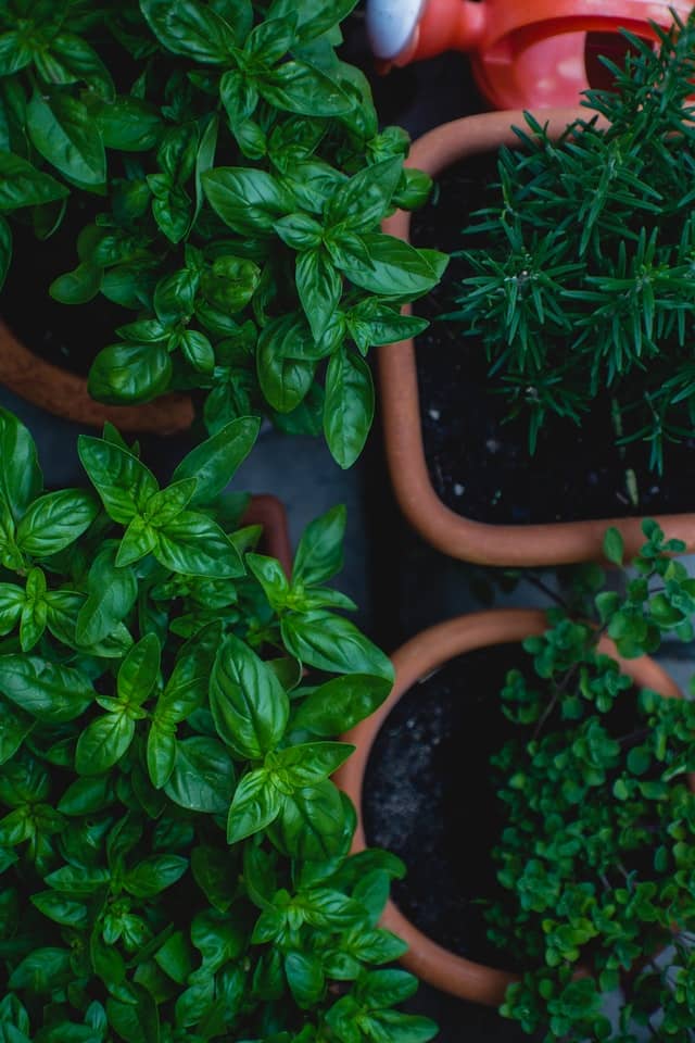 birds eye view of an array of herbs within terracotta pots outdoors