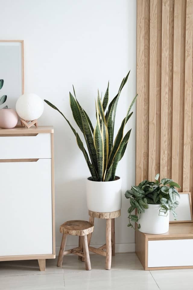 Understated interior design with a houseplant 