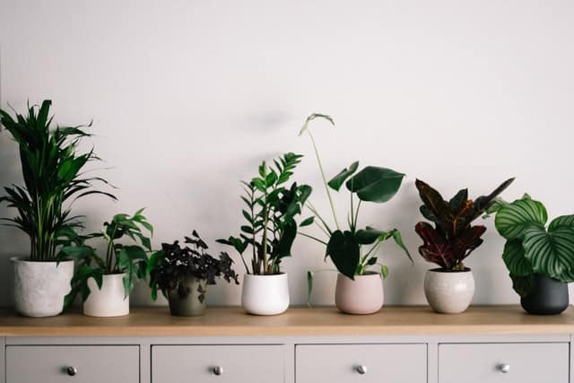 Rows of house plants will be interior design trends in 2022