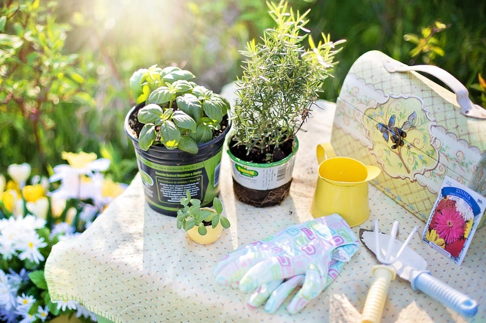windowsill herb garden